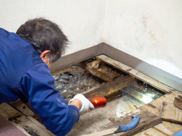 Best Attic Mold Removal  in Lincoln Village, OH