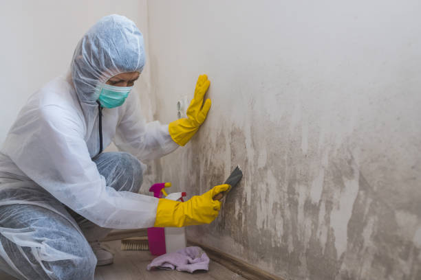 Best Certified Mold Removal  in Lincoln Village, OH