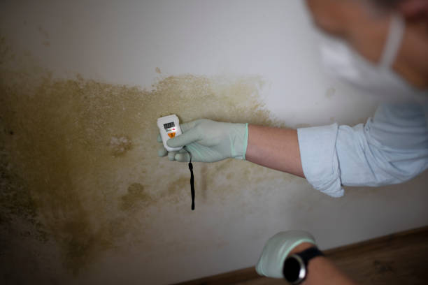 Best Mold Damage Repair  in Lincoln Village, OH