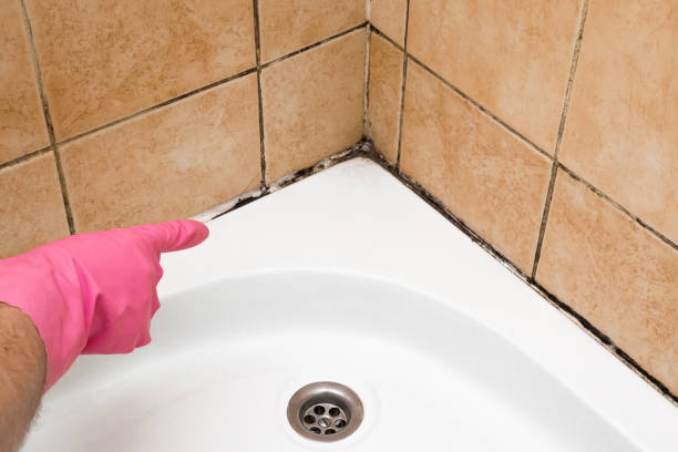 Best Affordable Mold Removal  in Lincoln Village, OH