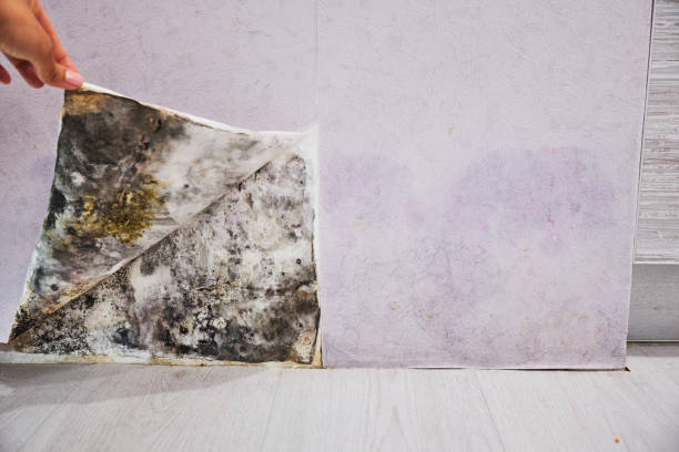Lincoln Village, OH Mold Removal Company